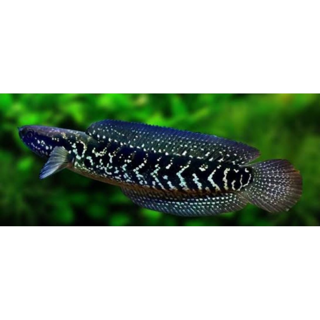 anakan Channa asiatica isi 5 ekor/10k size 2-3cm