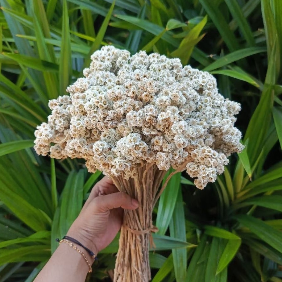 [ TERMURAH ]  Bunga Edelweiss bunga abadi bunga bunga kering Edelweiss putih edelweiss Lawu Bahan Bu