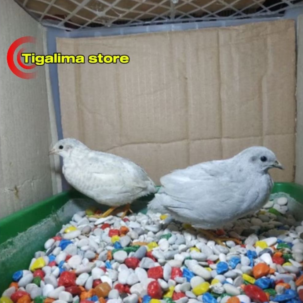 BURUNG PUYUH BATU PUTIH SILVER PUTIH BON SEPASANG