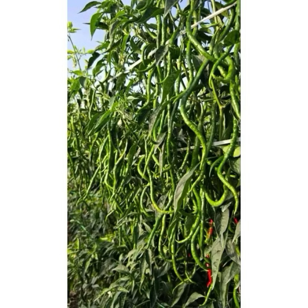 (10gram) Benih Cabe Besar Keriting SIBORAS original