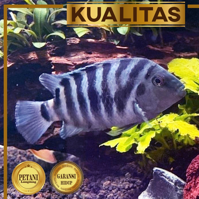 Purple Convict Cichlid Ikan Hias Aquascape Hiasan Aquarium Tanaman Air