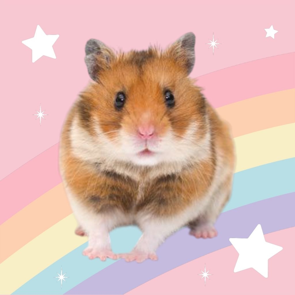 HAMSTER SYRIAN LUCU HAMSTER SYIRIAN JINAK HAMSTER SYRIA GEMOY HAMSTER SIRIA MURAH HAMSTER JINAK HAMS