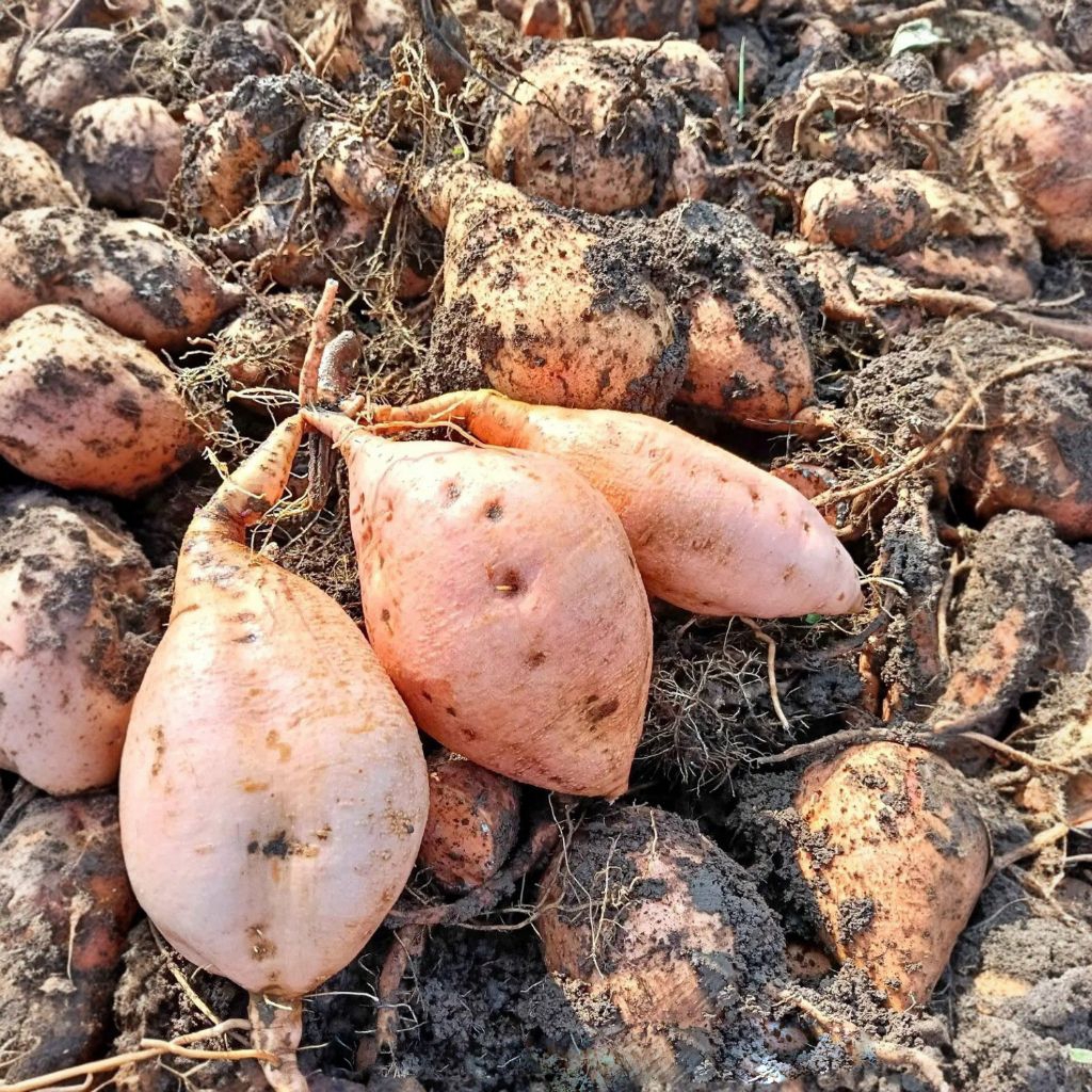 UBI MADU 600Gr FRESH HASIL TANI LERENG GUNUNG ARJUNA PACET