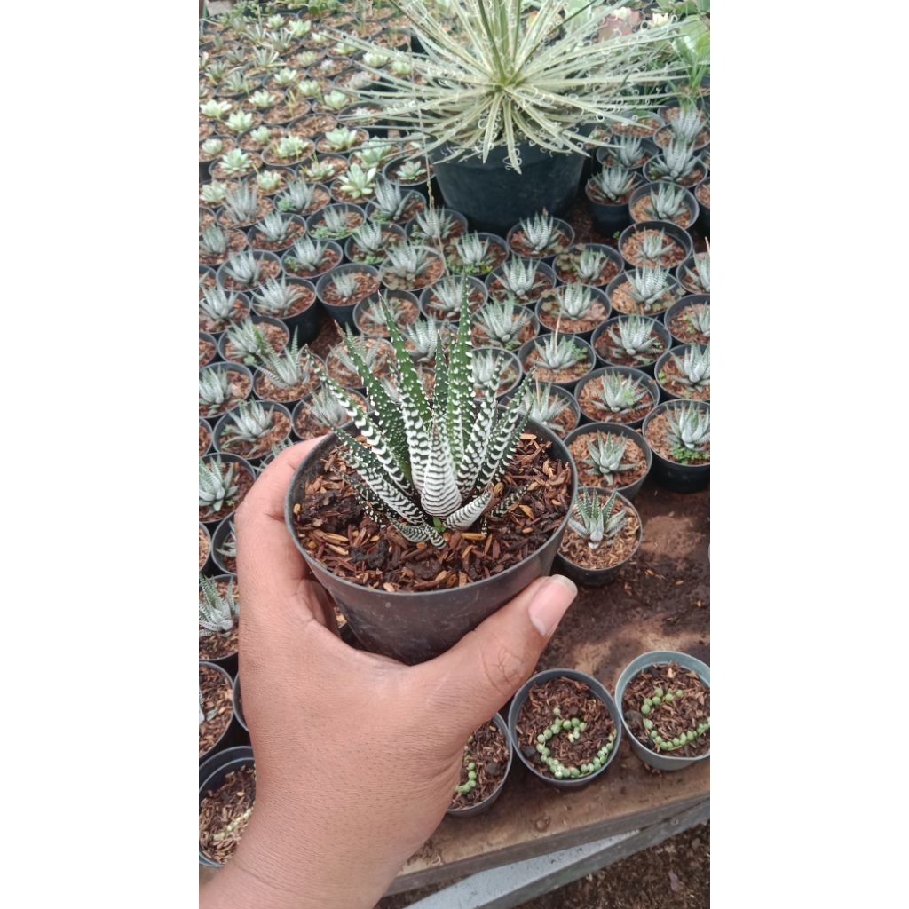 haworthia zebra