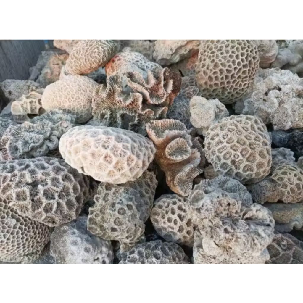 Batu Karang Asli Laut Peningkat PH air batu karang aquarium