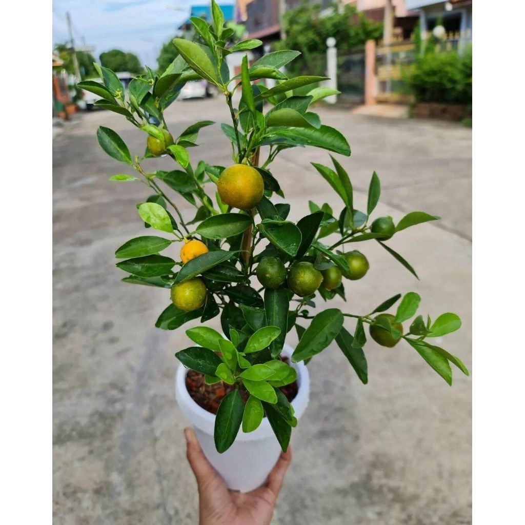 bibit jeruk Santang madu hijau sudah berbuah