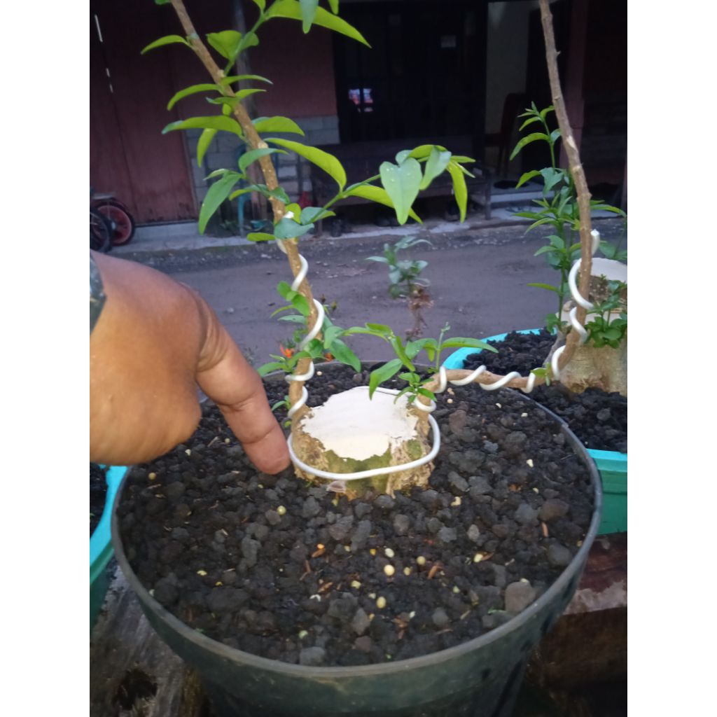 bonsai anput dan sancang