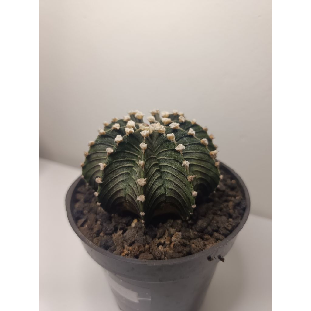 Kaktus LB VOS 1241 Ori Indukan (free metan + pot)