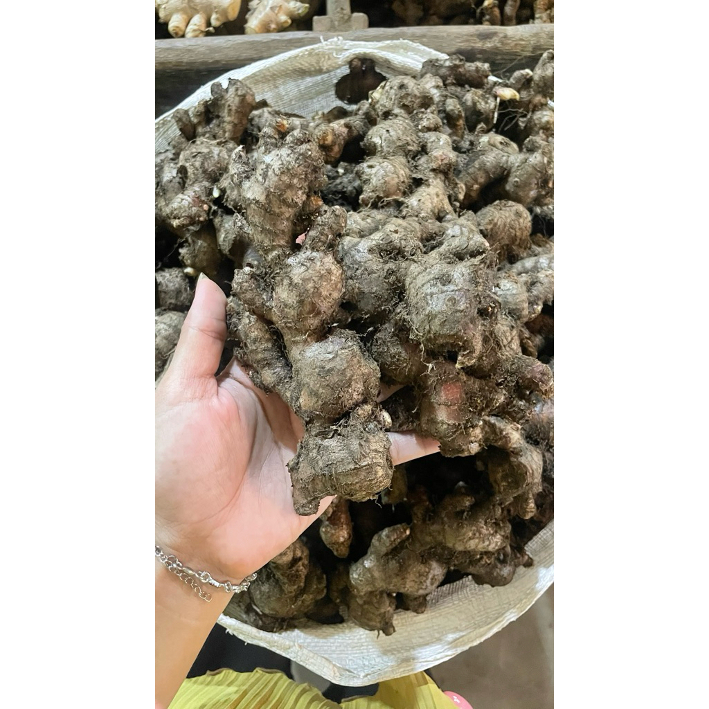 JAHE MERAH RIMPANG BESAR