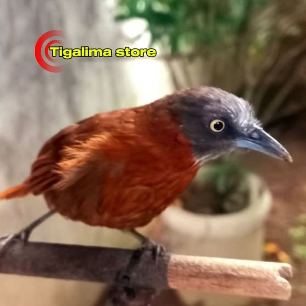 BURUNG TEPUS KEPALA ABU PILIHAN MASTERAN