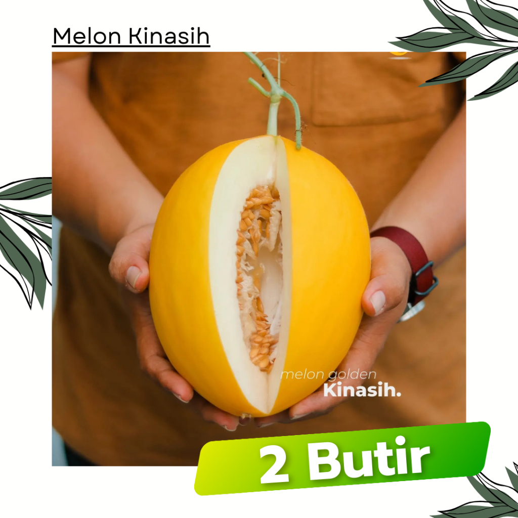 2 Biji - Benih Melon Golden KINASIH Tunas Agro