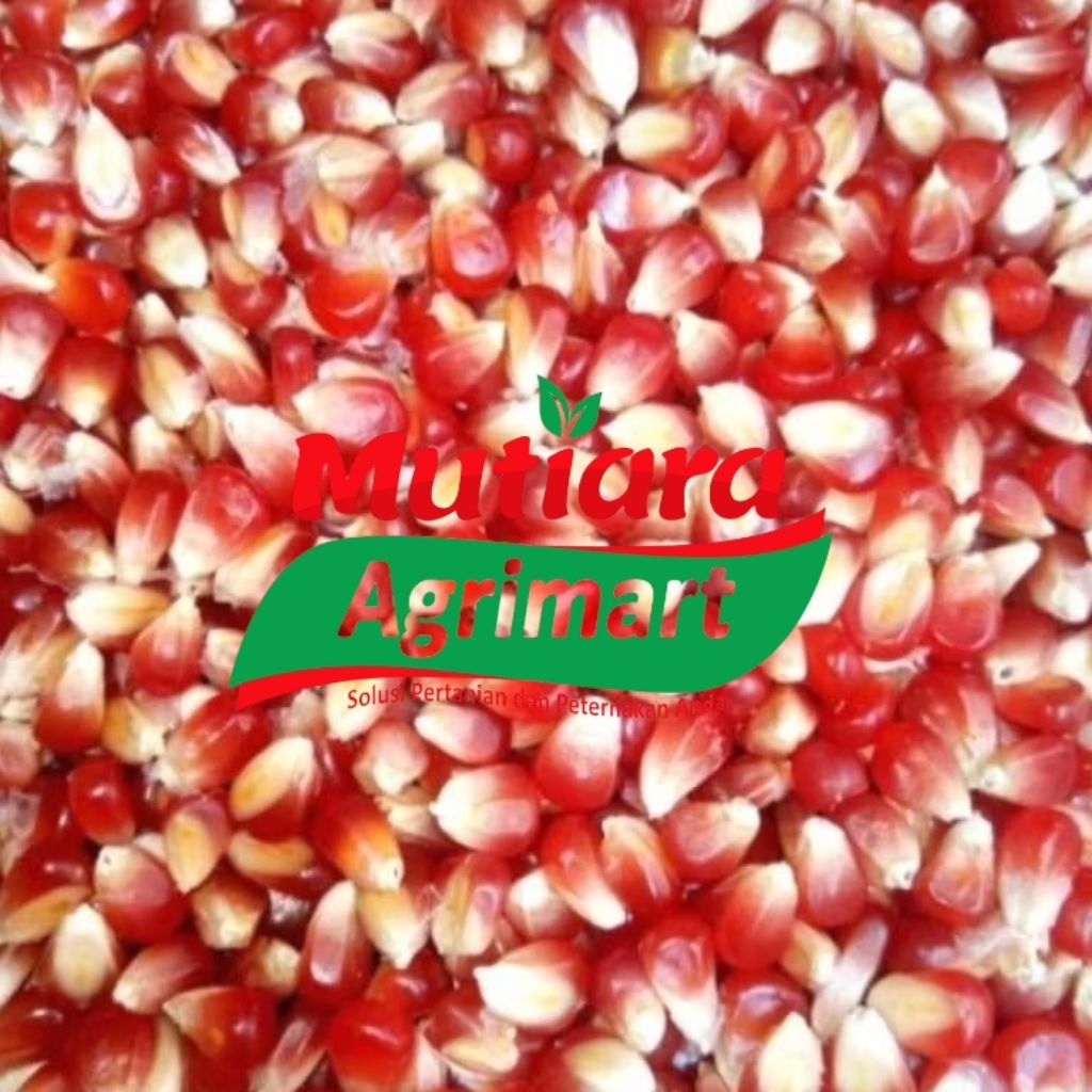 JAGUNG KRISTAL MERAH DELIMA 1KG // JAGUNG KRISTAL CILILIN DARA // JAGUNG PAKAN BURUNG MERPATI