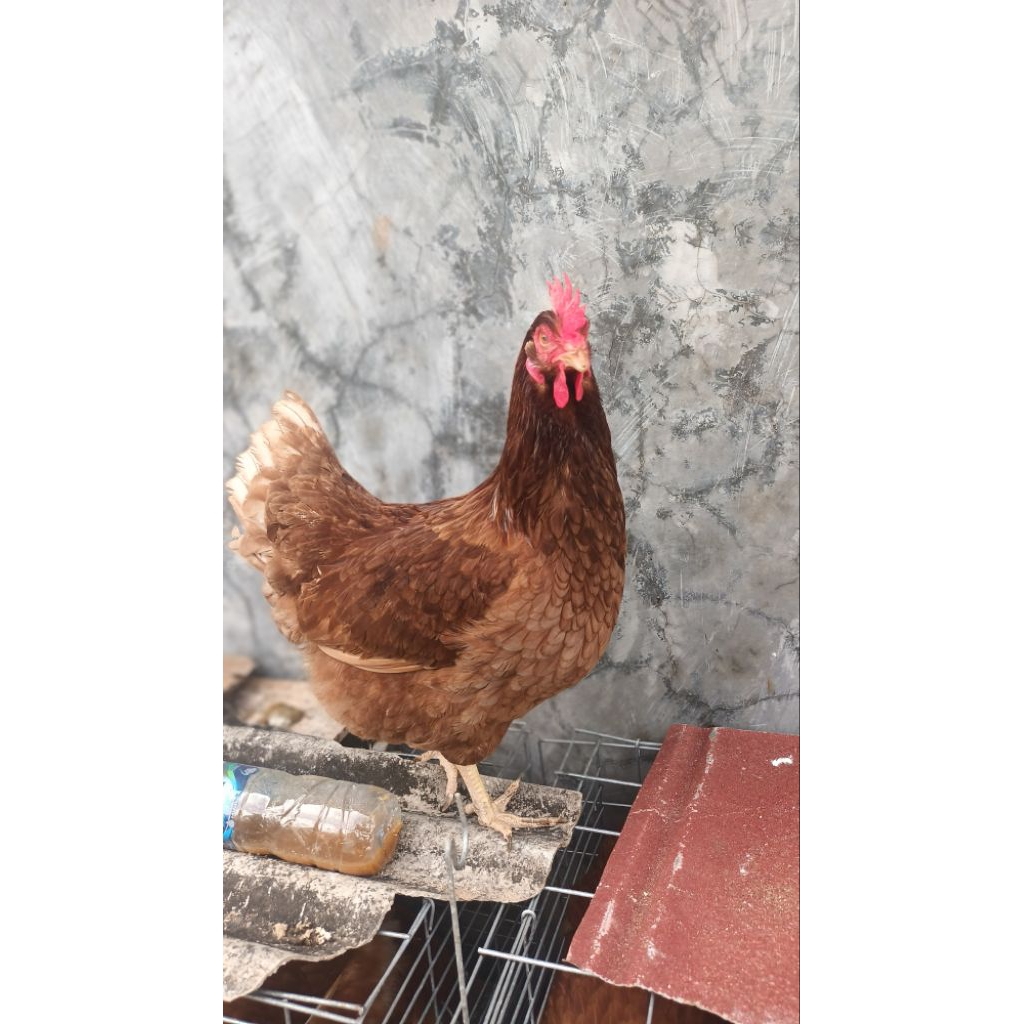 ayam petelur sudah siap produksi telur