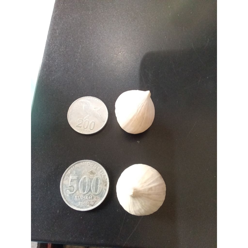 Bawang Tunggal Putih grosiran 10 kg