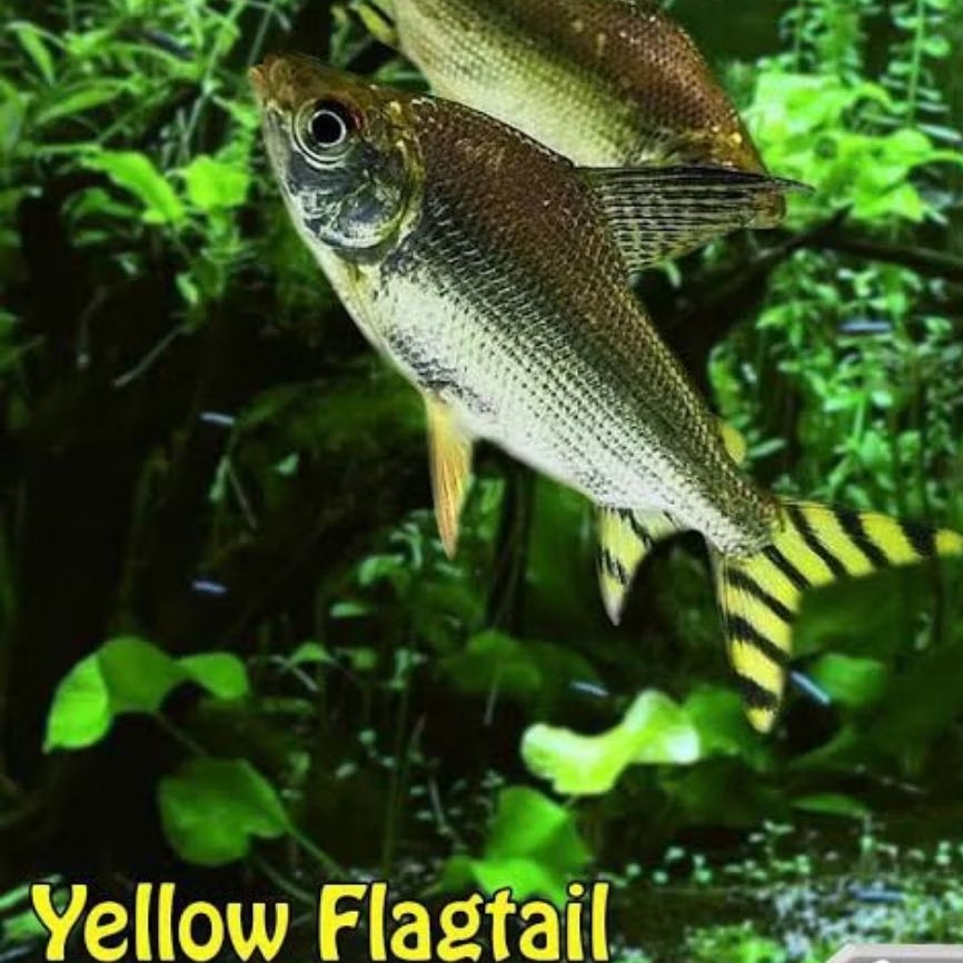 ornamen aquarium yellow feifeng