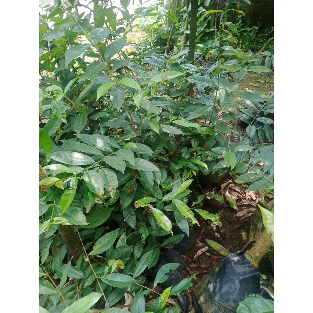 Pohon buah salam tinggi 1meter