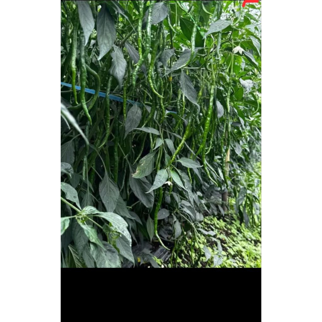 CMK LOKAL JOKER DAIRI 20 GRAM COD