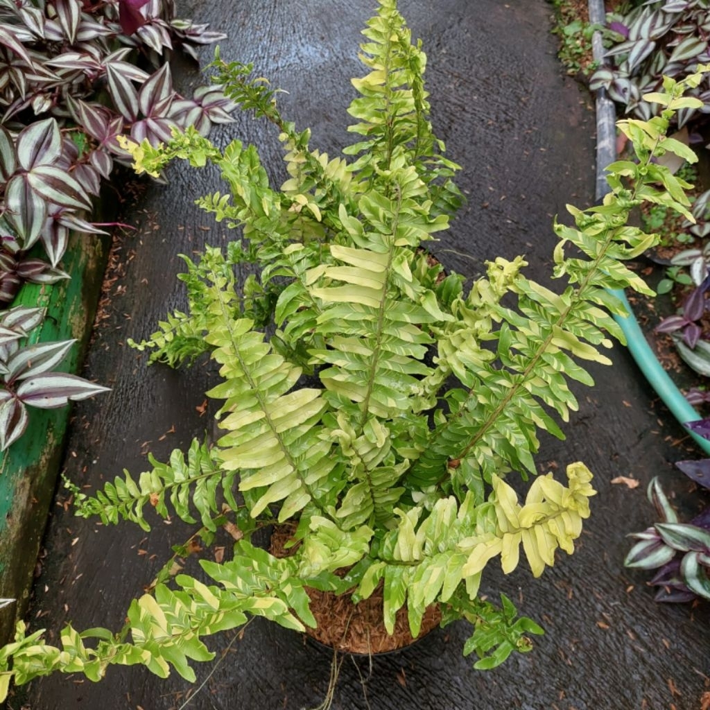 tanaman hias daun pakis boston variegata