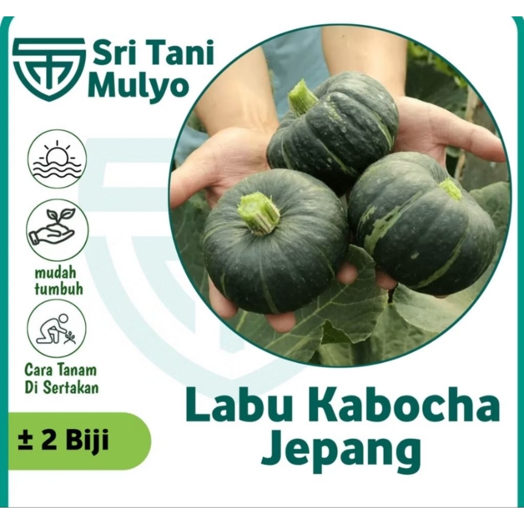 2 Biji - Benih Labu Jepang KABOCHA Hijau -Bibit Labu Benih Sayuran