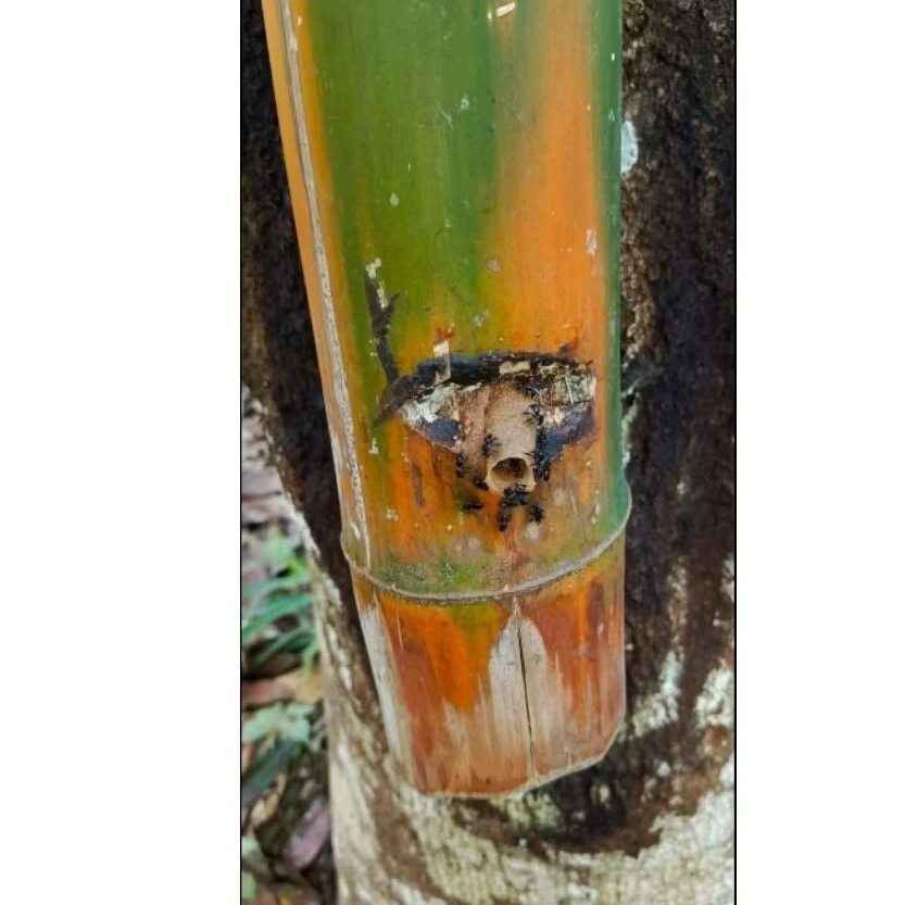 Kelulut/klanceng itama bambu