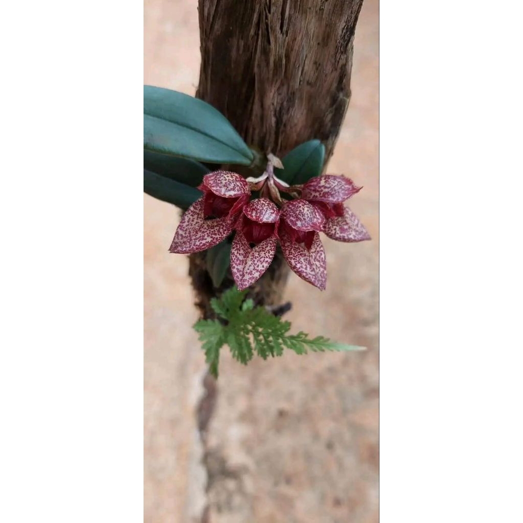Bulbophyllum frostii / dasi mini