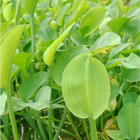 GUDANG BENIH - BENIH GENJER