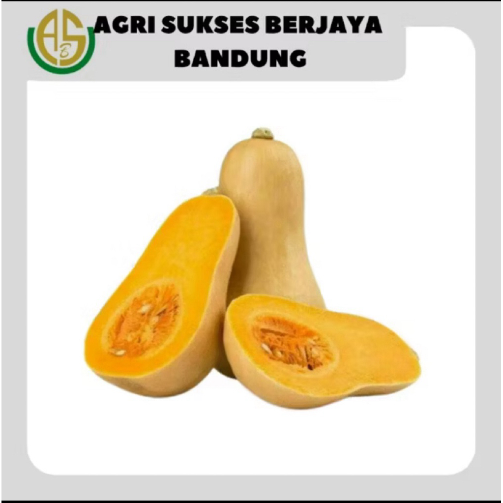 Labu Butternut Labu Madu/Kacang - 1 buah