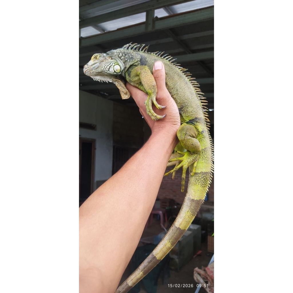 pakan "Iguana Green Columbia"