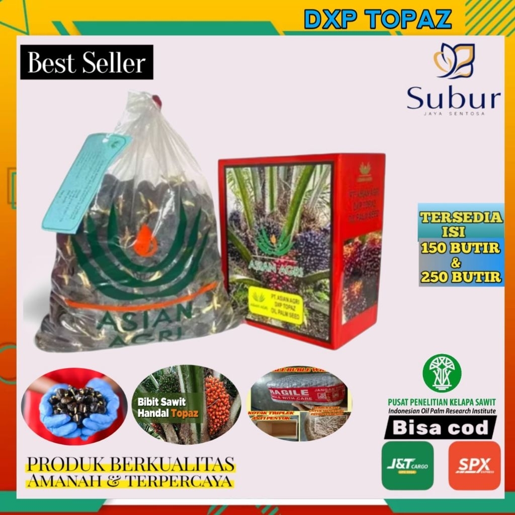 kecambah sawit dxp topaz unggul berkualitas