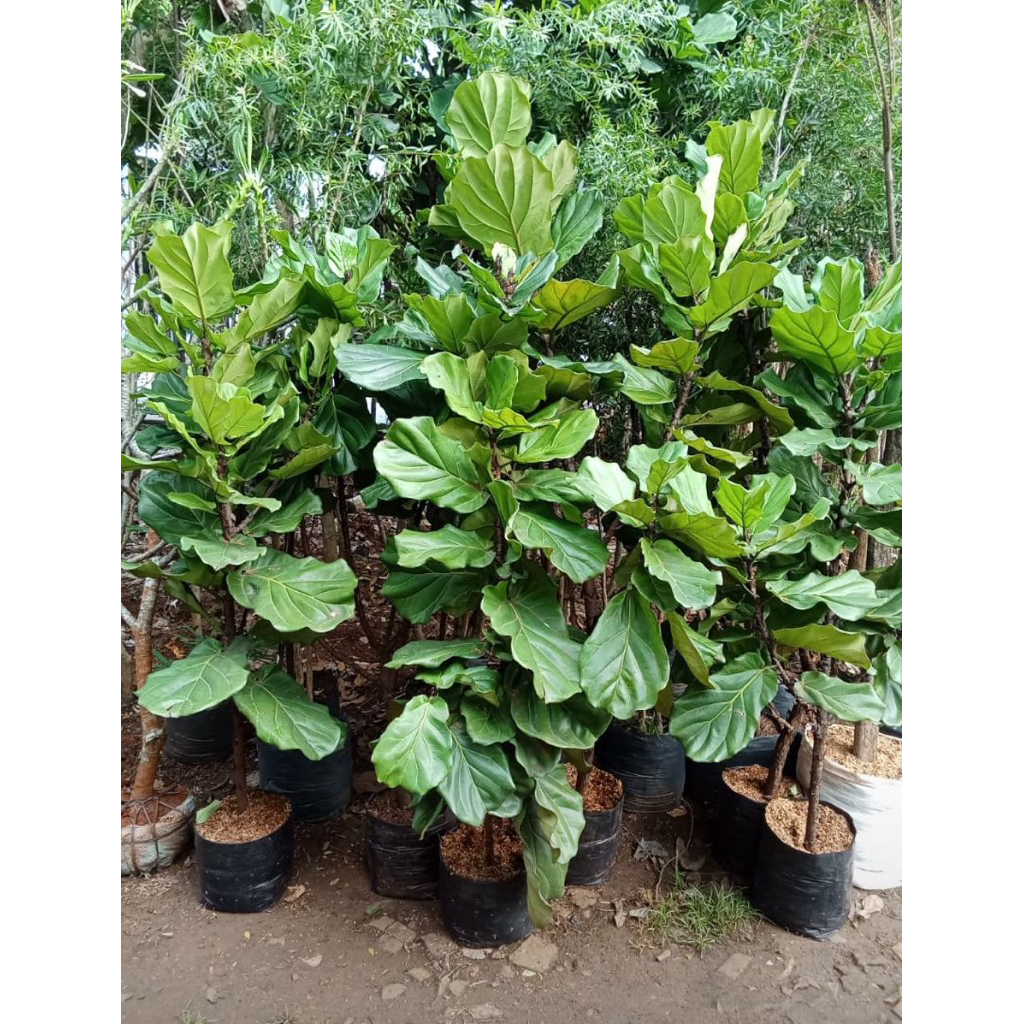 Tanaman garcinia biola dan air mancur