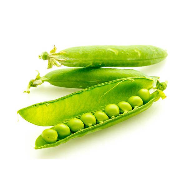 GUDANG BENIH - BENIH KACANG POLONG