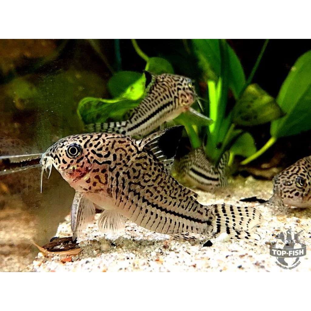 ikan corydoras julii big size indukan