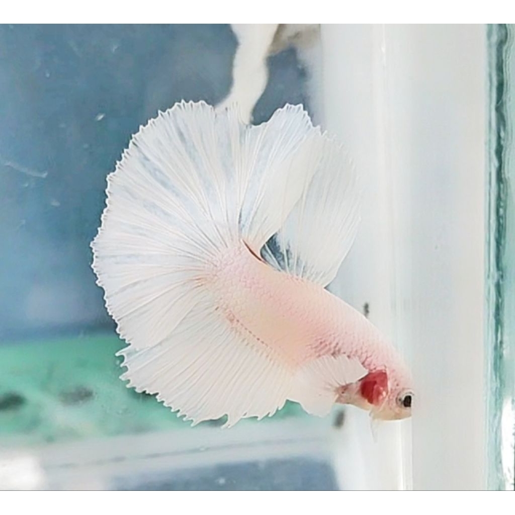 dumbo ear male/female hmde/pkde white/red/blue platinum solid