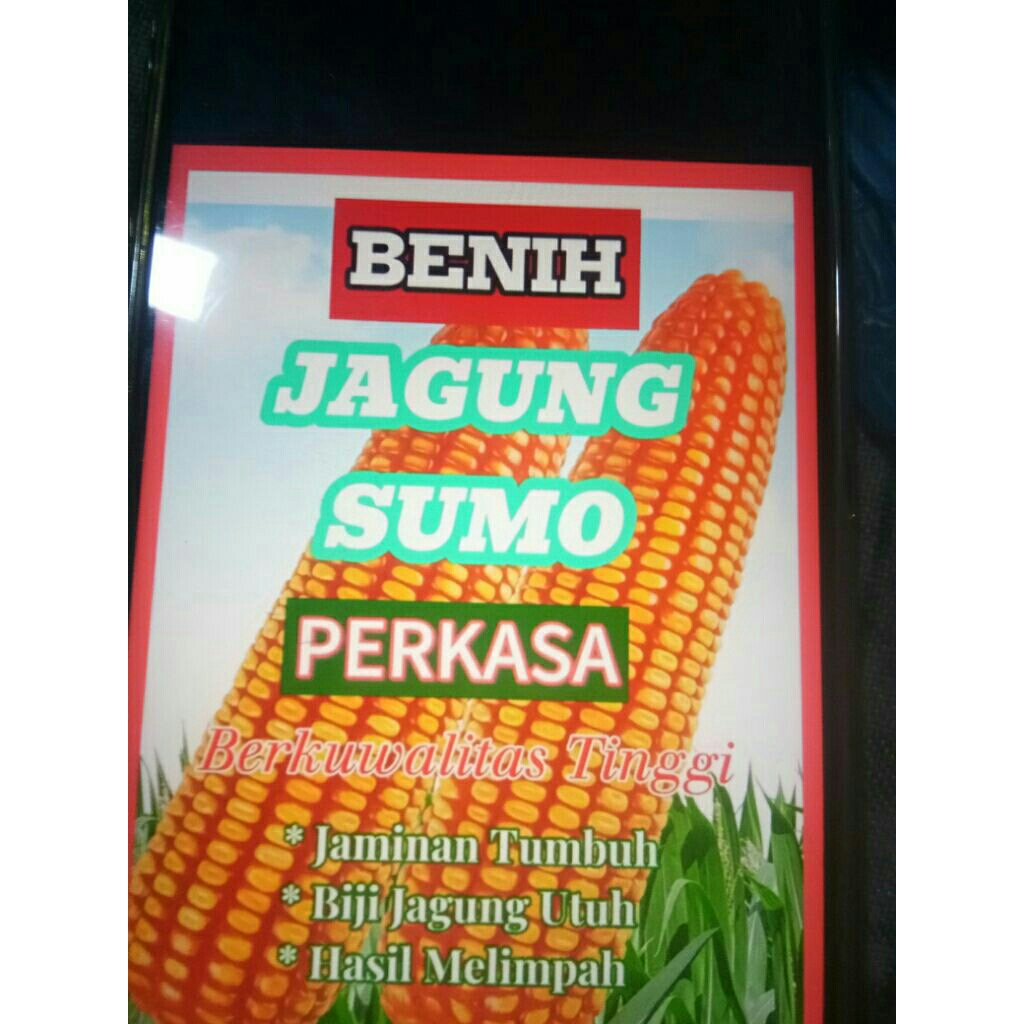 bibit jagung sumo perkasa berkualitas siap tanam