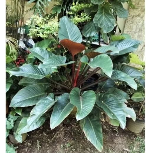 Philodendron red congo