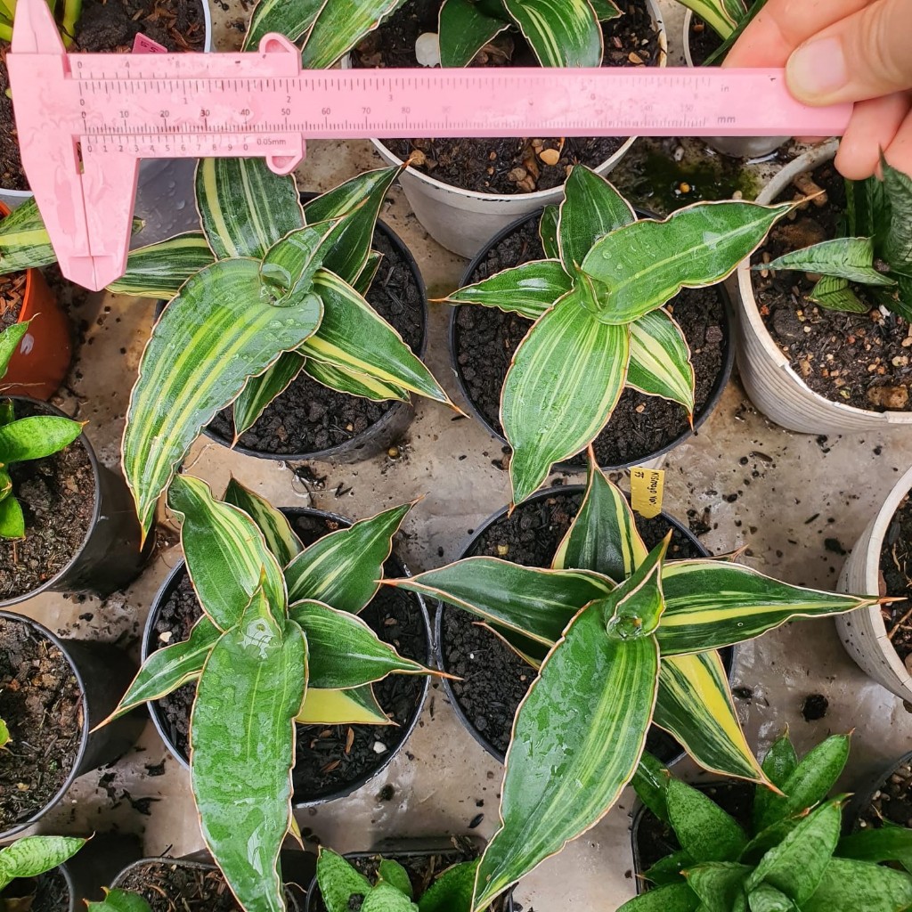 Sansevieria Kismayo Variegata Kimayo Var