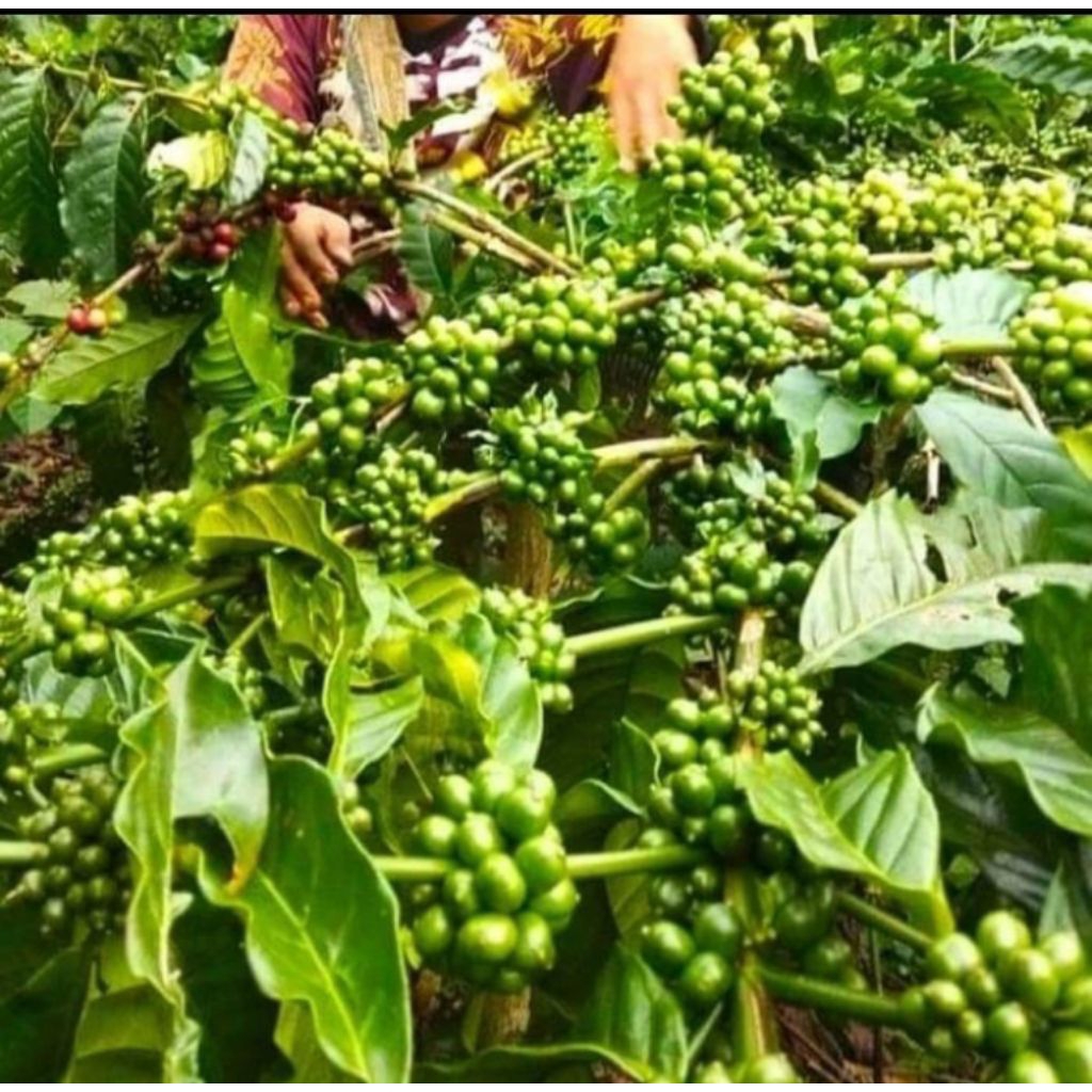 Bibit kopi arabika ateng paket hemat