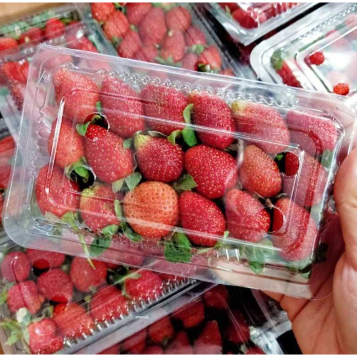 KIRIM INSTAN BUAH STRAWBERRY / STOBERI SEGAR FRESH PREMIUM 1pack