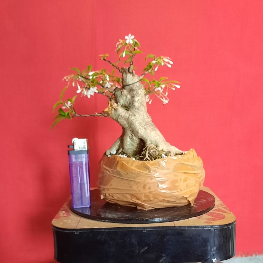 bonsai anput mikro bonggol bogel