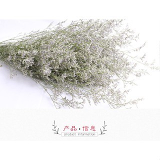 GROSIR Dried Flower Caspea caspia kaspia Lovergrass Natural Asli Bunga Kering Hisan Bunga Kering Asl