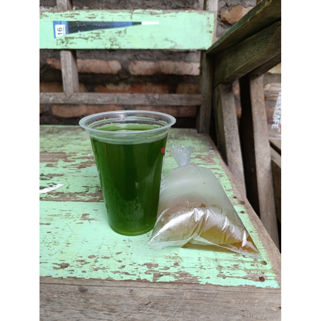 Starter green water kultur kutu air