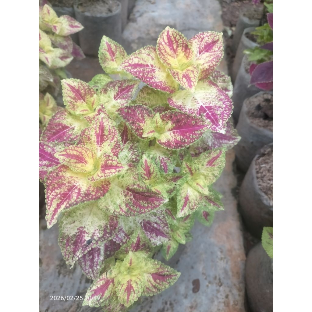 tanaman hias miana jantung hati