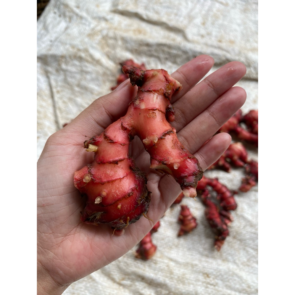 Jahe Merah Segar | Jahe Merah Mentah