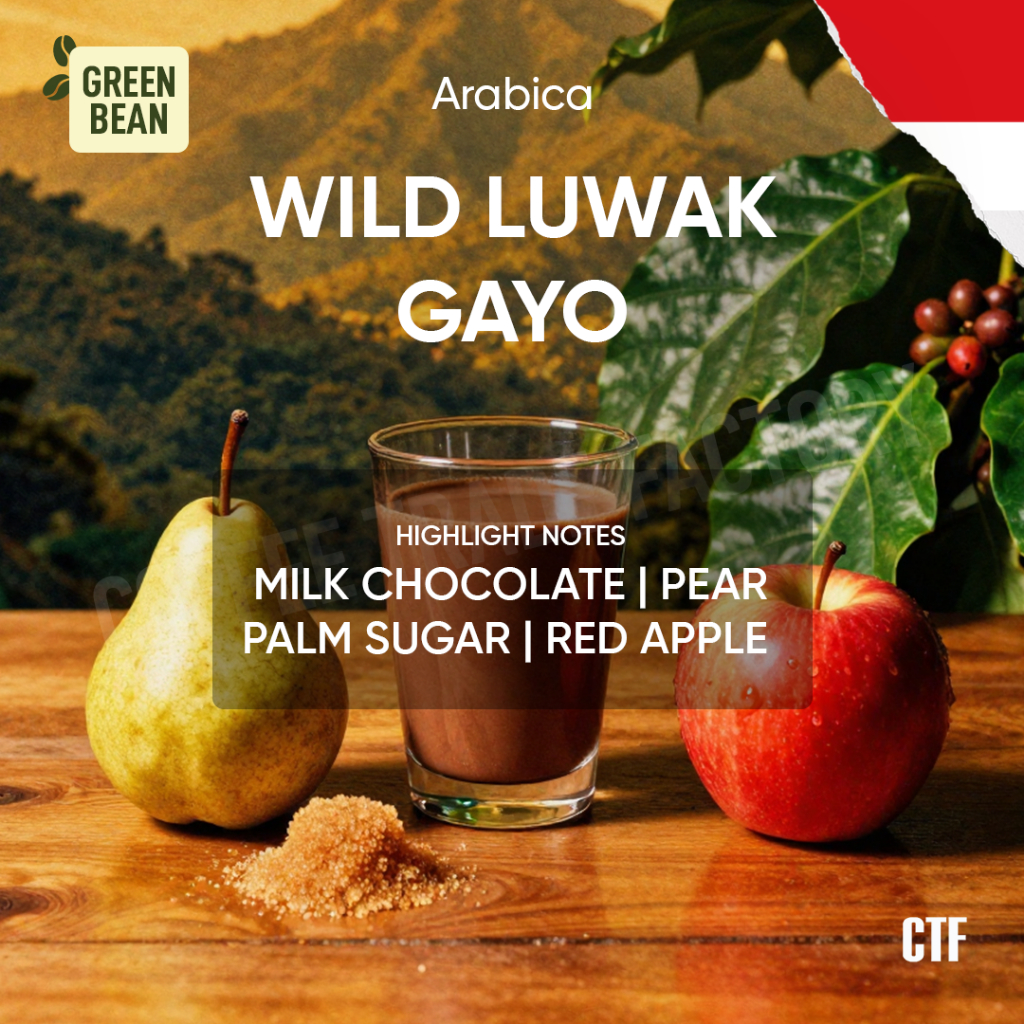 Green Beans Arabika Wild Luwak Gayo / Coffee Trade Factory CTF Biji Kopi Hijau Mentah Arabica Bean C
