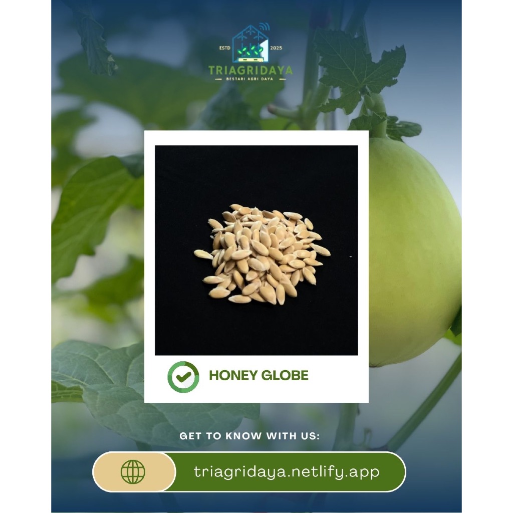 Benih Melon Honey Globe home made