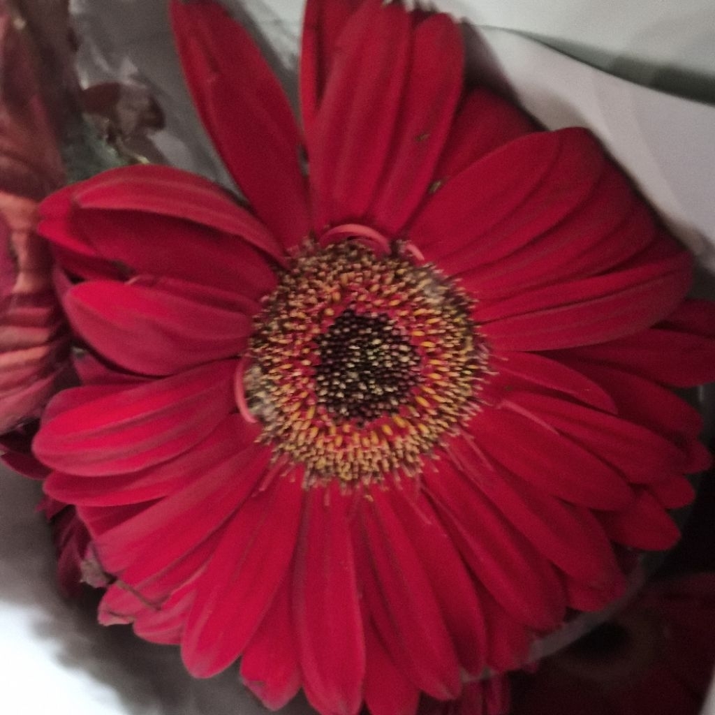 1 tangkai PREMIUM GERBERA Fresh | bunga potong daisy hadiah valentine gerbera fresh flower bunga seg