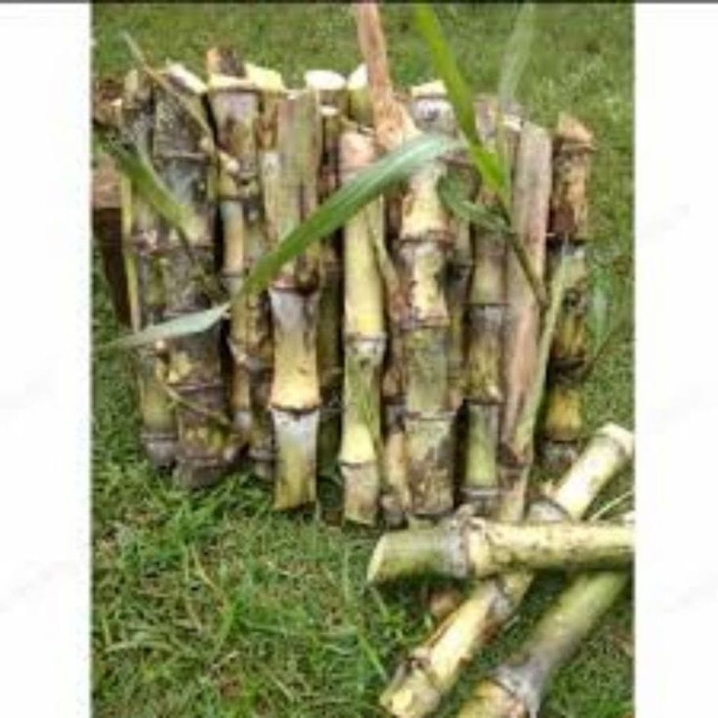 BIBIT Telur Tebu/Trubuk