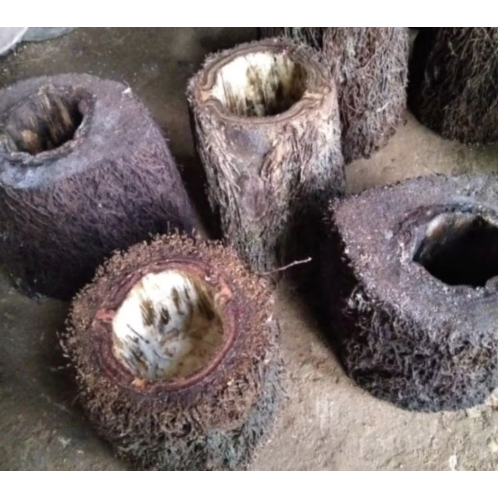 Ready pot batang pakis