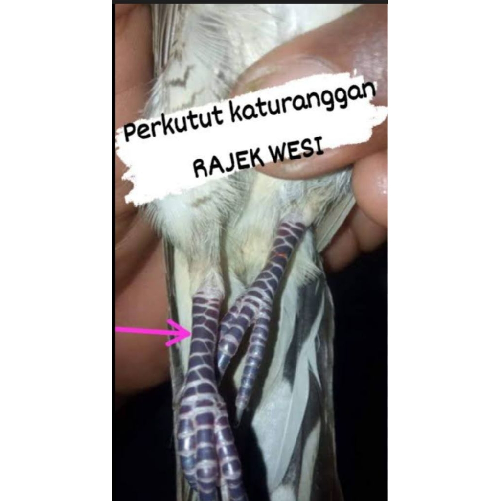 PERKUTUT LOKAL KATURANGGAN RAJAK WESI