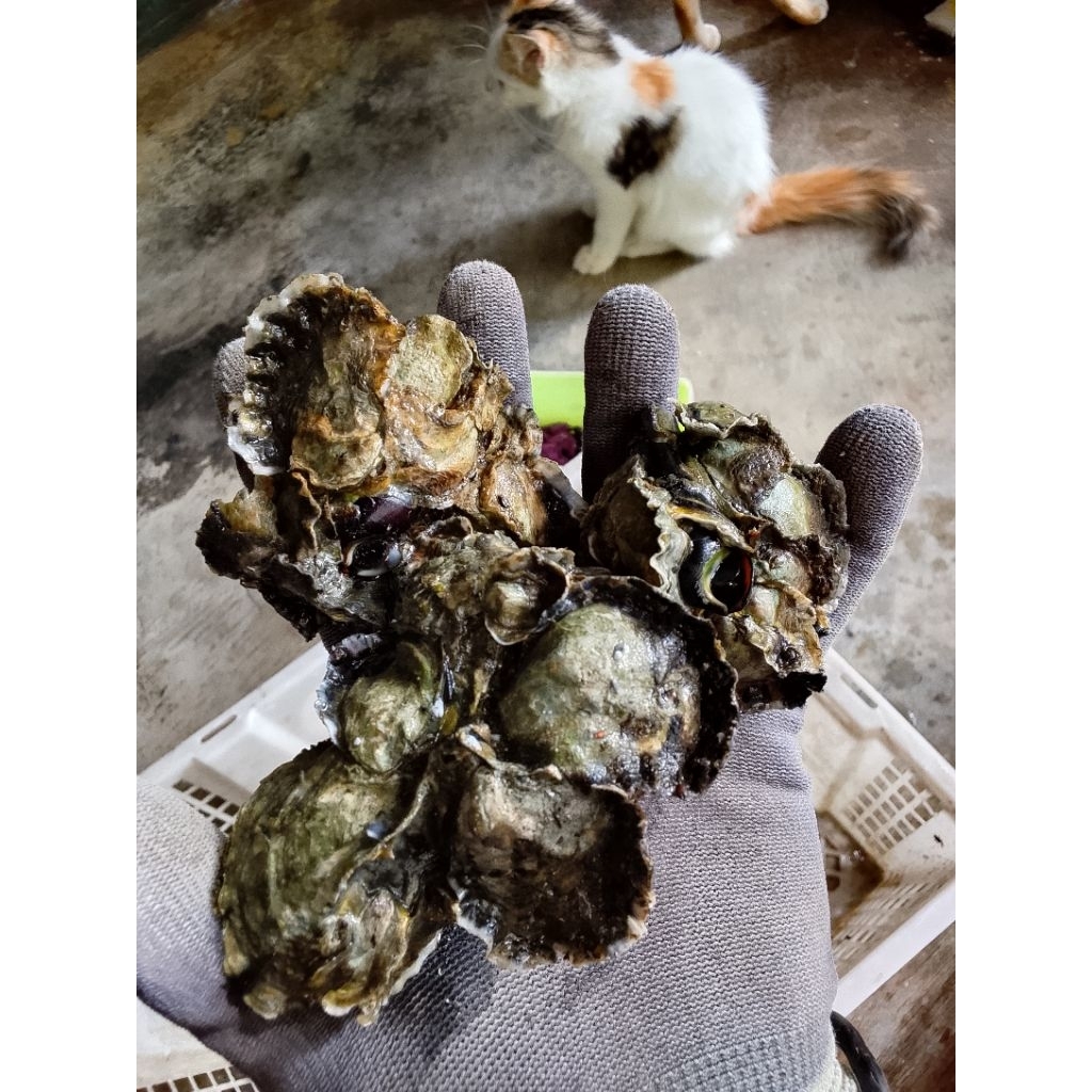 1kg Kerang Muara atau Teritip air payau umpan Galatama ikan lele dan Bawal